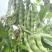 青大肉豆架豆种子白花绿荚架豆种子少筋纤维少实心架豆种子