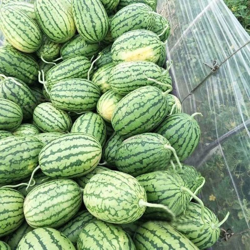 金城5号西瓜，大量供应，各种价格各种品质各种价格的货都有