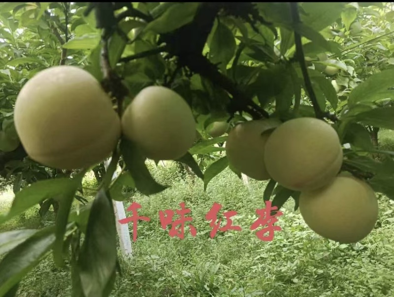 前卫红李千味红李色泽红润，口感好产地直销一条龙服务