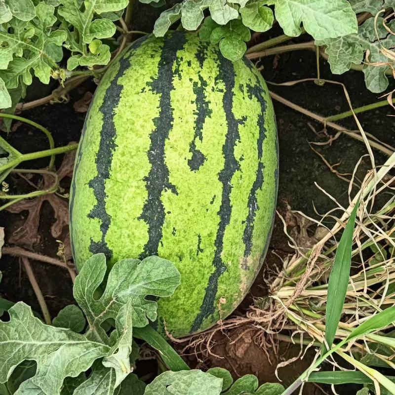 河北西瓜金城五系列沙地西瓜皮薄糖度高头茬
