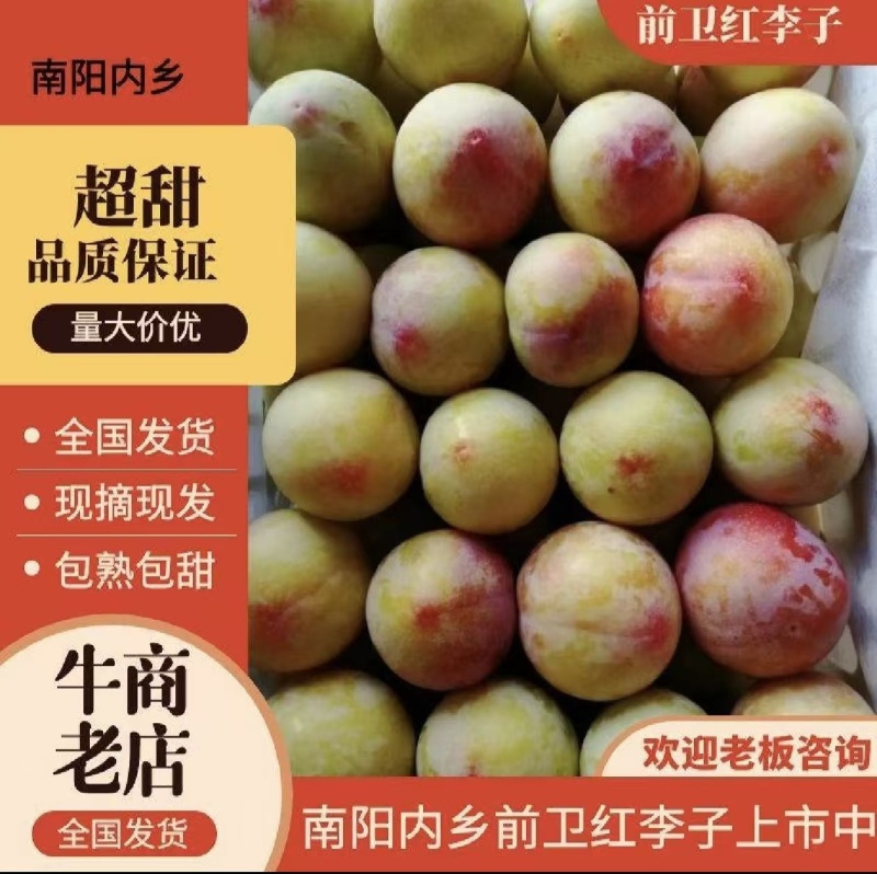前卫红李千味红李色泽红润，口感好产地直销一条龙服务