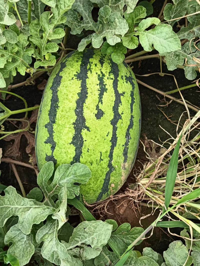 河北西瓜金城五系列沙地西瓜皮薄糖度高头茬