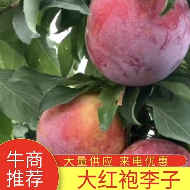 《大红袍李子》河南南阳内乡大量上市对接全国采购商