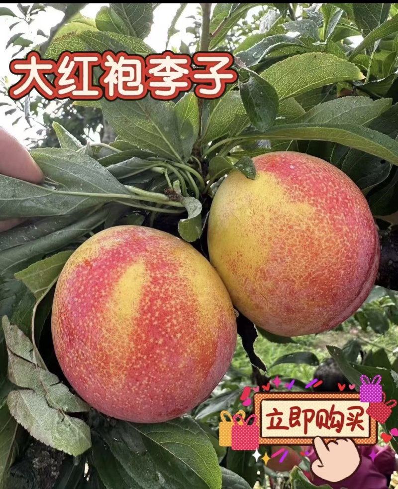《大红袍李子》河南南阳内乡大量上市对接全国采购商