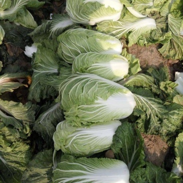 青研87114大白菜种子抗病性强耐储藏风味优良原装正品