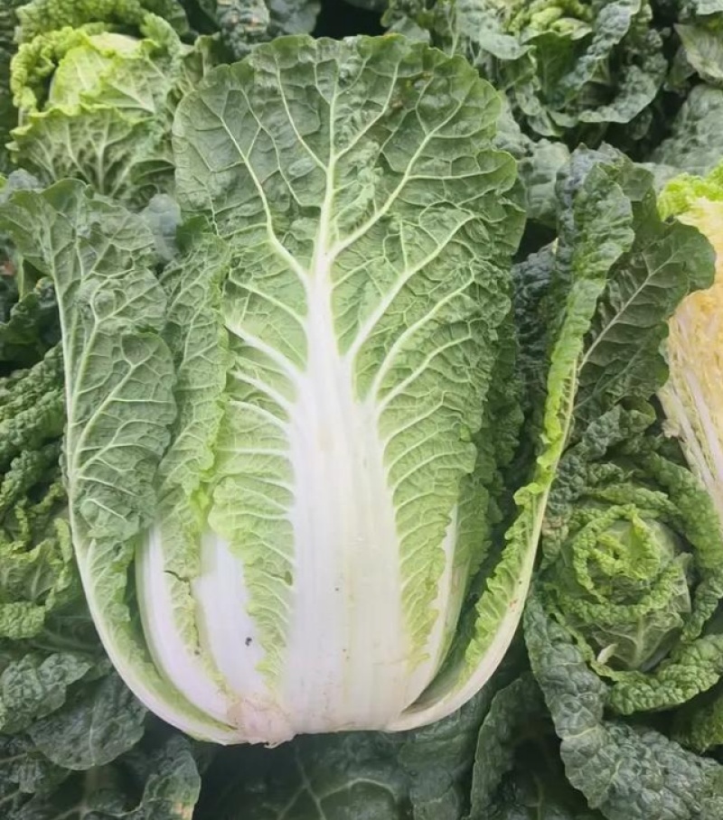 青研87114大白菜种子抗病性强耐储藏风味优良原装正品