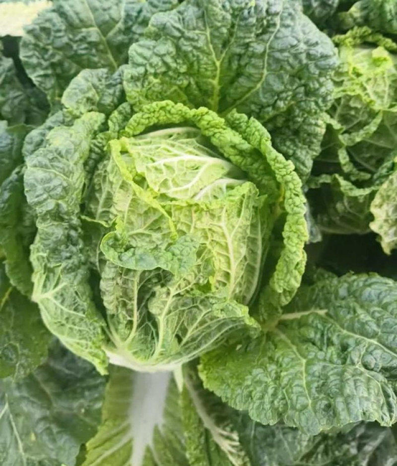 青研87114大白菜种子抗病性强耐储藏风味优良原装正品