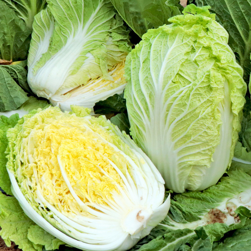 青研87114大白菜种子抗病性强耐储藏风味优良原装正品