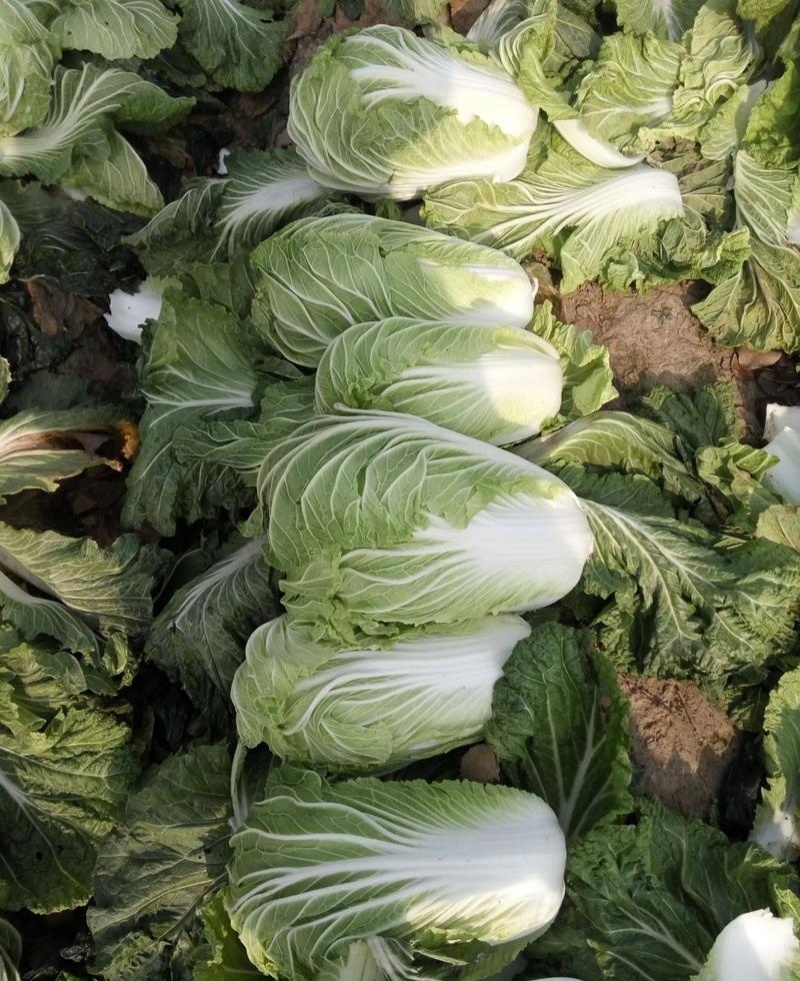 青研87114大白菜种子抗病性强耐储藏风味优良原装正品