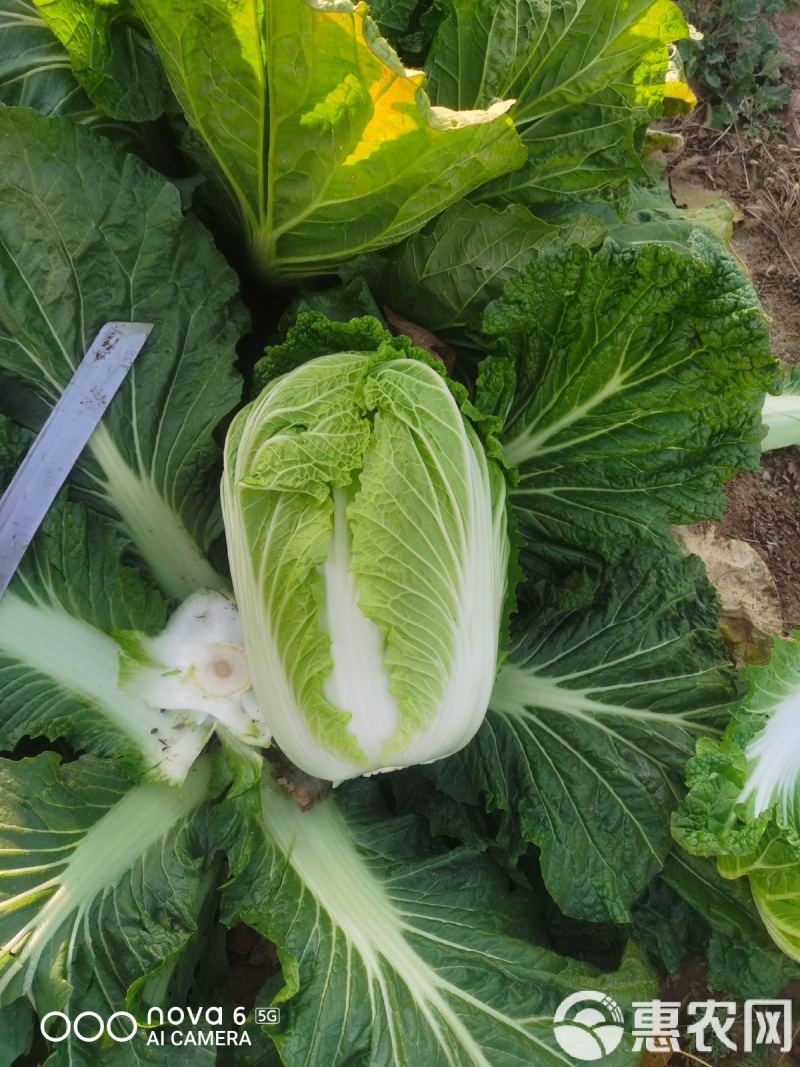 青研87114大白菜种子抗病性强耐储藏风味优良原装正品