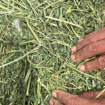 二茬苜蓿草