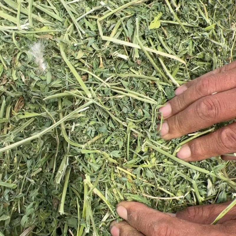 二茬苜蓿草