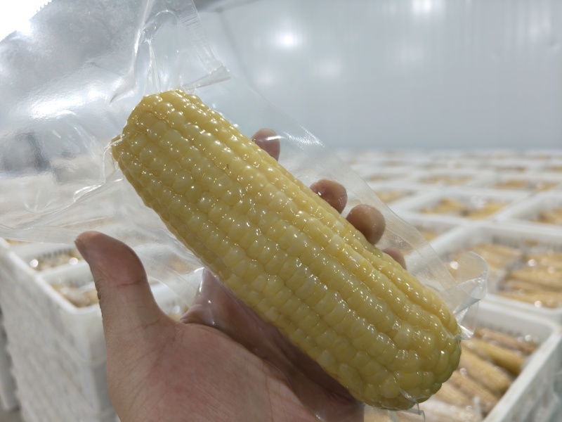 吉林大白糯，通货，袋装，可代加工真空，礼盒，袋装