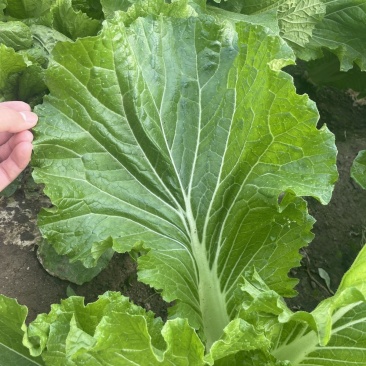打包菜种子饭包白菜叶种孑打包白菜东北大叶白菜籽播蔬菜
