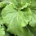 打包菜种子饭包白菜叶种孑打包白菜东北大叶白菜籽播蔬菜