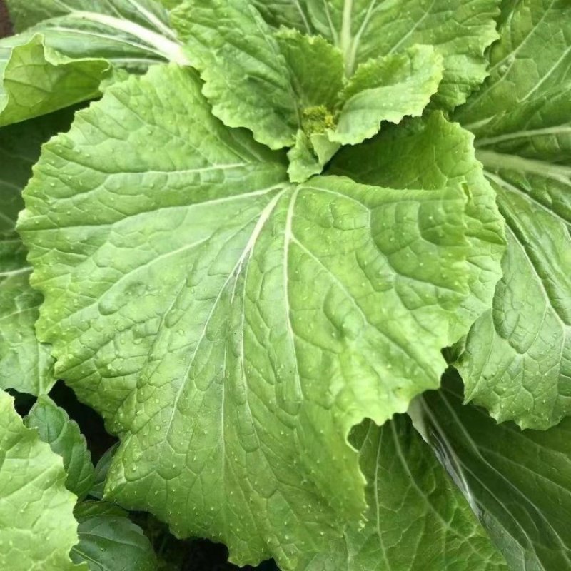 打包菜种子饭包白菜叶种孑打包白菜东北大叶白菜籽播蔬菜