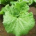 打包菜种子饭包白菜叶种孑打包白菜东北大叶白菜籽播蔬菜