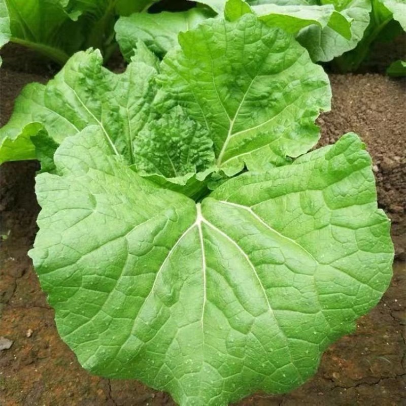 打包菜种子饭包白菜叶种孑打包白菜东北大叶白菜籽播蔬菜