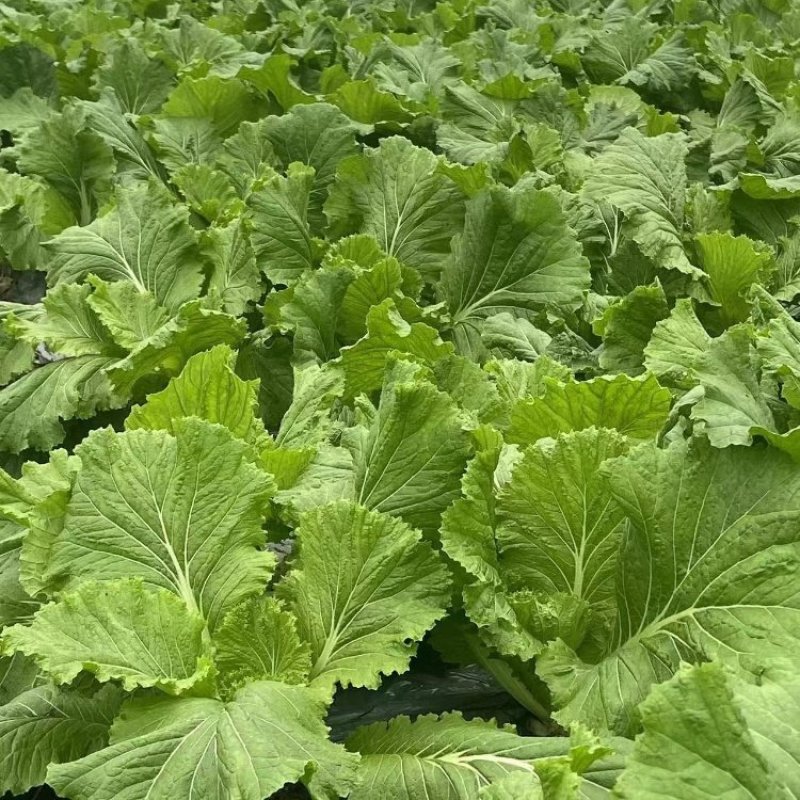 打包菜种子饭包白菜叶种孑打包白菜东北大叶白菜籽播蔬菜