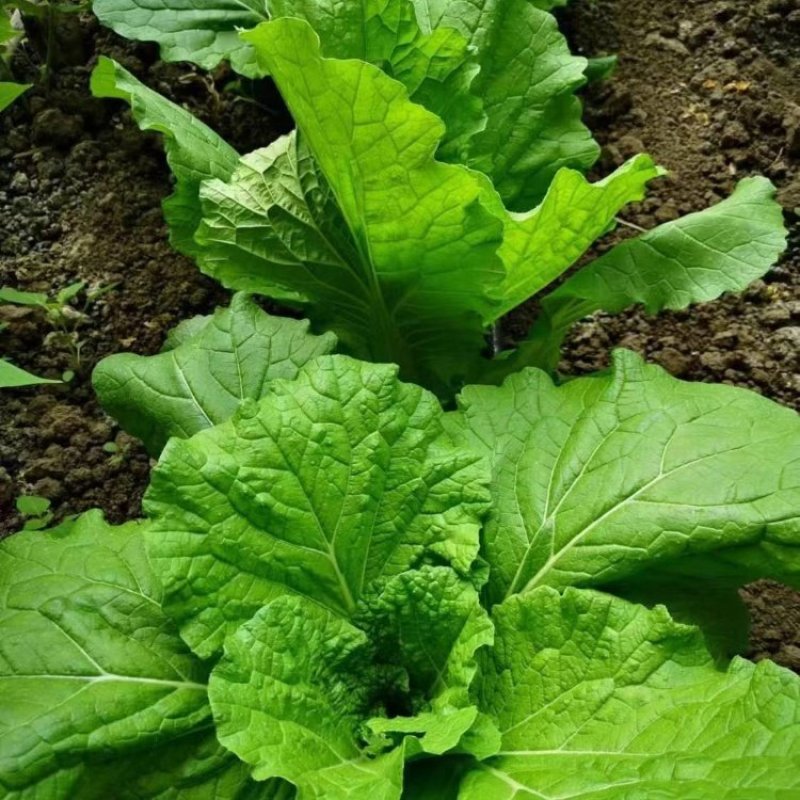 打包菜种子饭包白菜叶种孑打包白菜东北大叶白菜籽播蔬菜