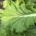 打包菜种子饭包白菜叶种孑打包白菜东北大叶白菜籽播蔬菜
