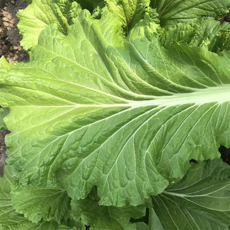 打包菜种子饭包白菜叶种孑打包白菜东北大叶白菜籽播蔬菜