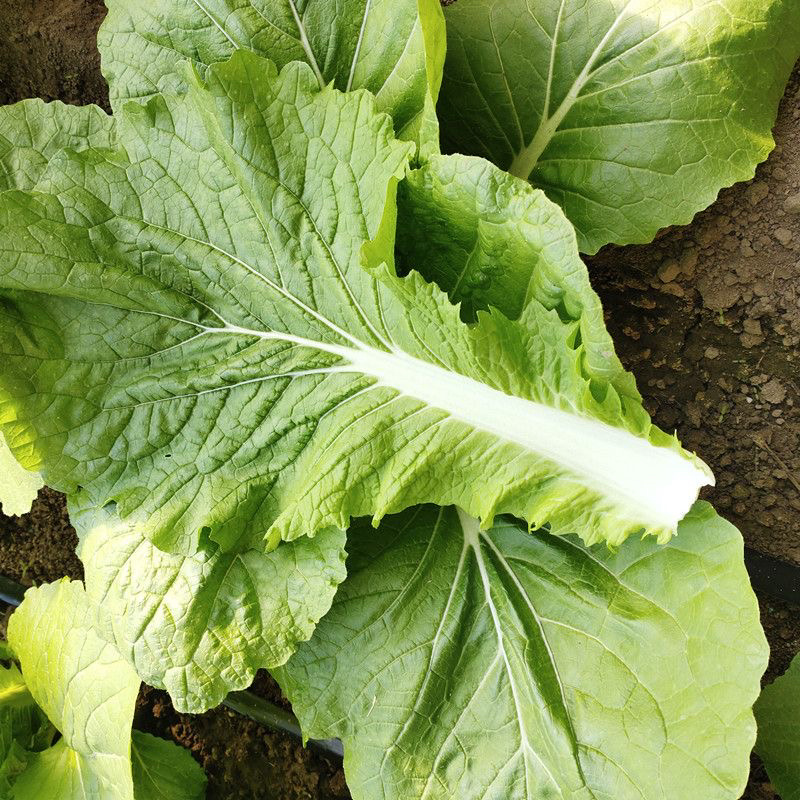 打包菜种子饭包白菜叶种孑打包白菜东北大叶白菜籽播蔬菜