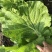 打包菜种子饭包白菜叶种孑打包白菜东北大叶白菜籽播蔬菜