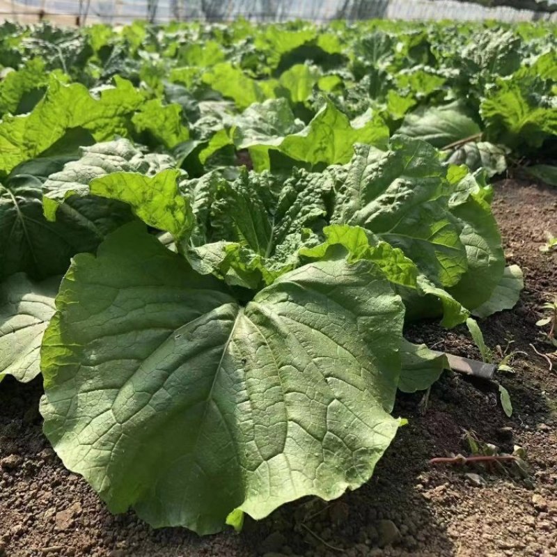 打包菜种子饭包白菜叶种孑打包白菜东北大叶白菜籽播蔬菜