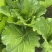打包菜种子饭包白菜叶种孑打包白菜东北大叶白菜籽播蔬菜