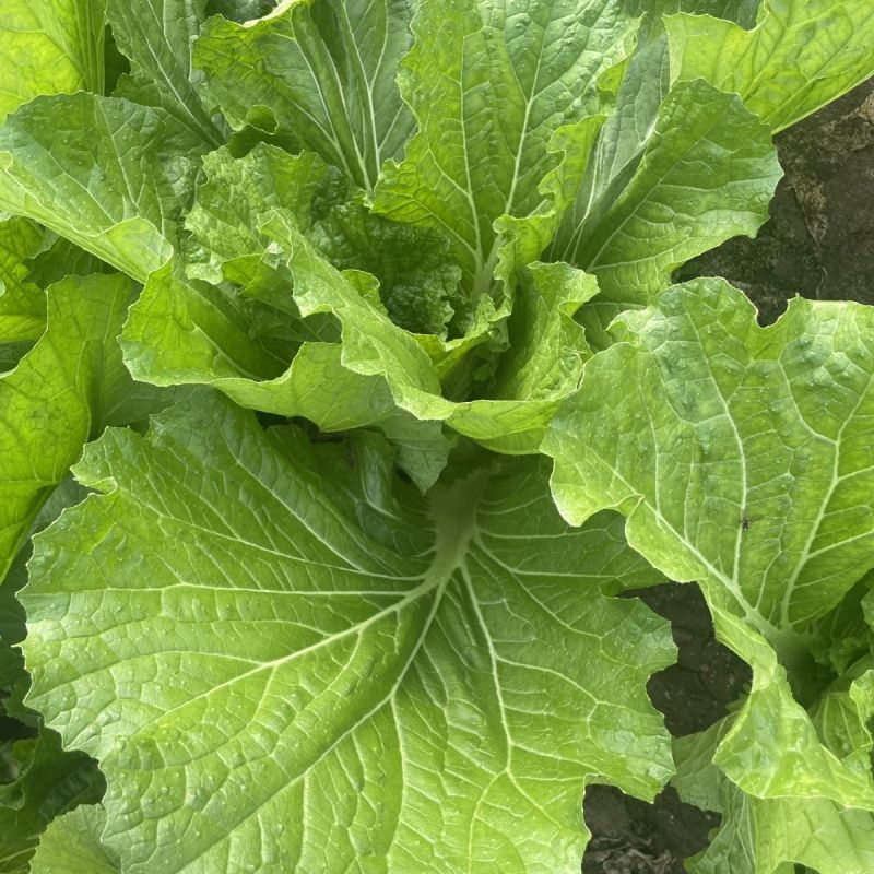 打包菜种子饭包白菜叶种孑打包白菜东北大叶白菜籽播蔬菜