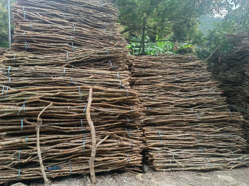大量黄牙木，黄牛木。出2~3cm的是3块装车价长度2m。