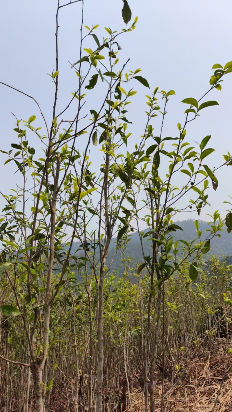 普洱茶，生态放养式无农残，环境优良。汤鲜味美