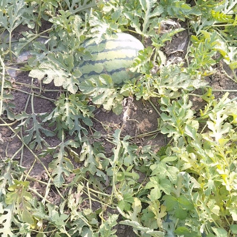 天津宁河西瓜产区猛虎壹号大量上市