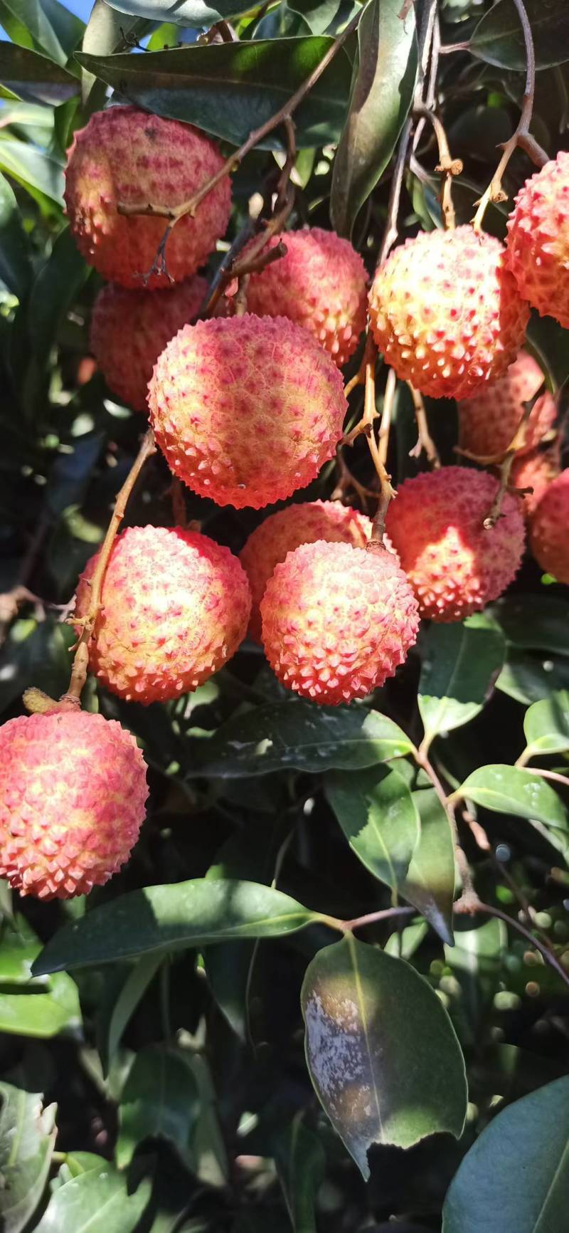 广西桂平荔枝桂味情人荔禾荔仙进奉一件代发