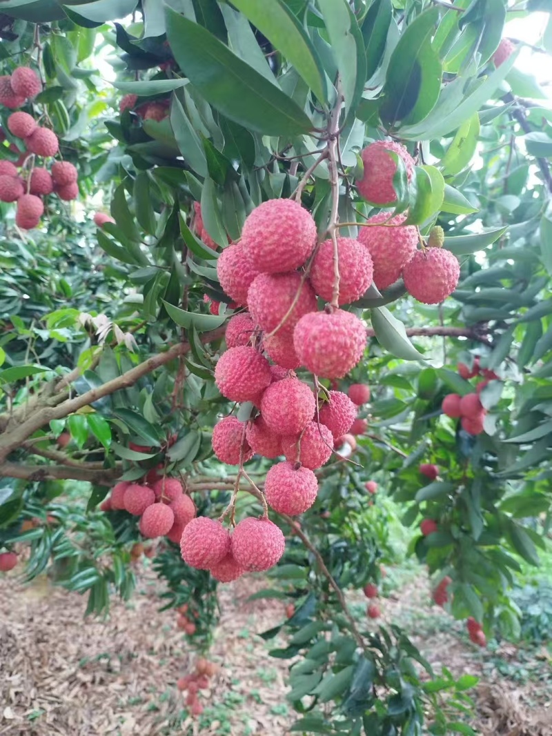 广西桂平荔枝桂味情人荔禾荔仙进奉一件代发