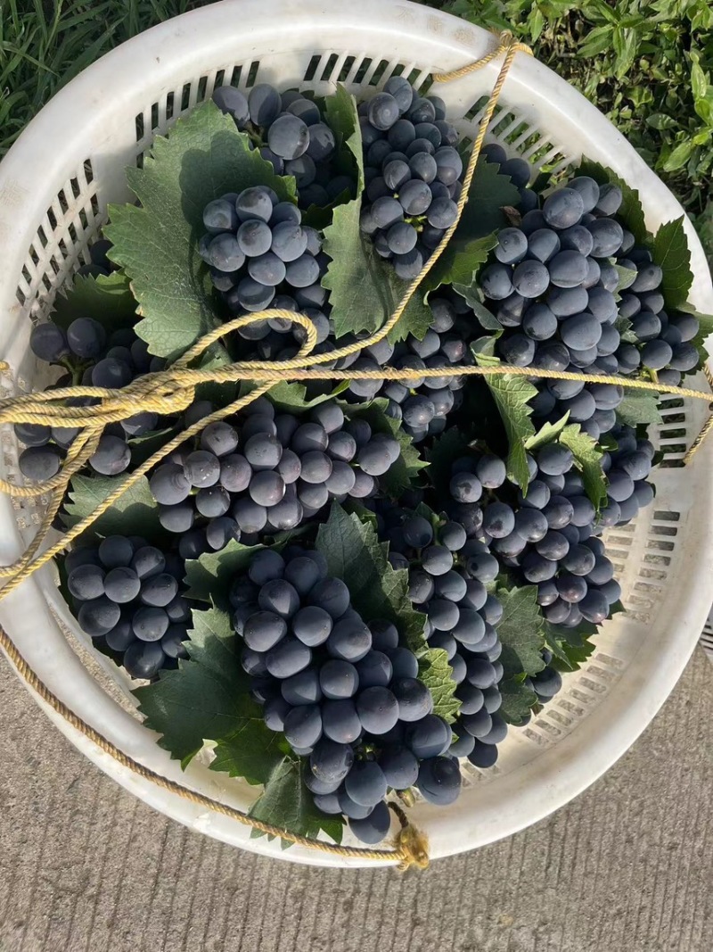 🔥大棚无籽巨峰紫色葡萄的天花板颜色美果粉好