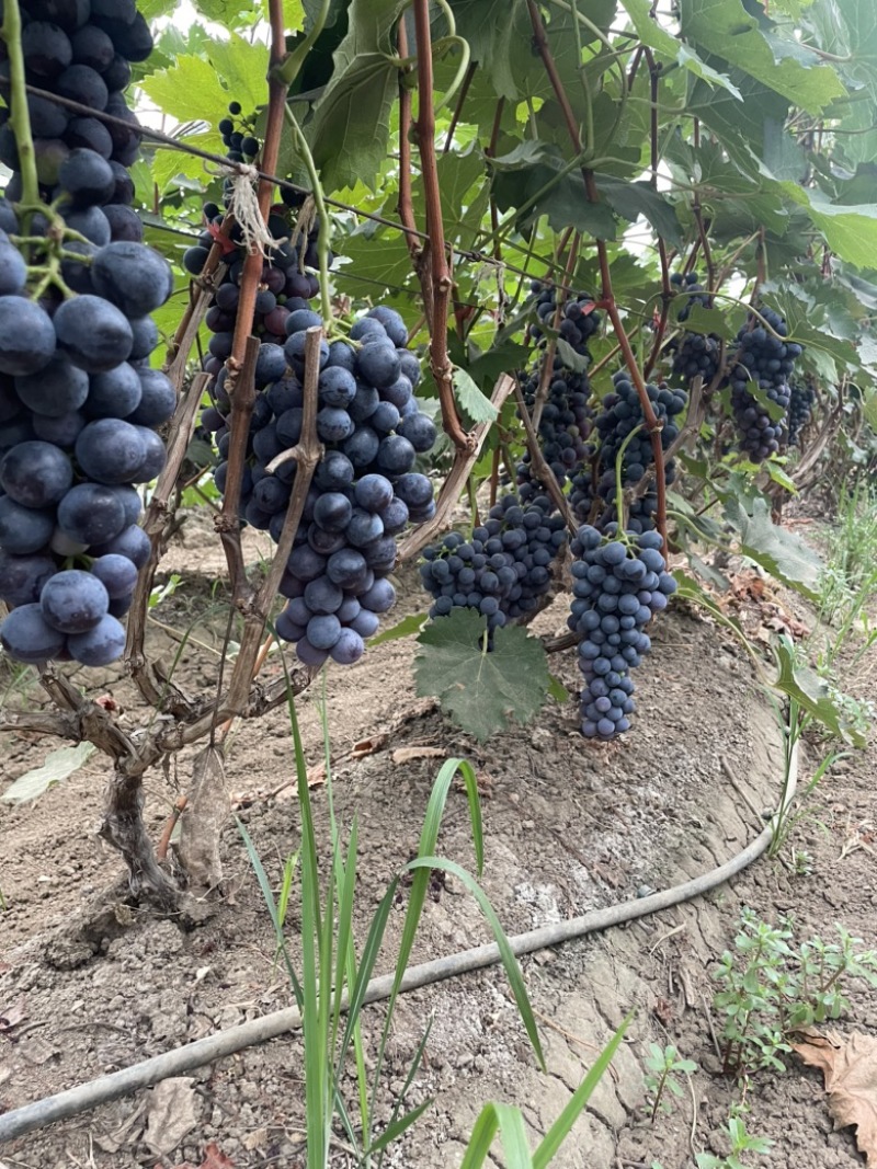 长沟老冯葡萄夏黑现在开园