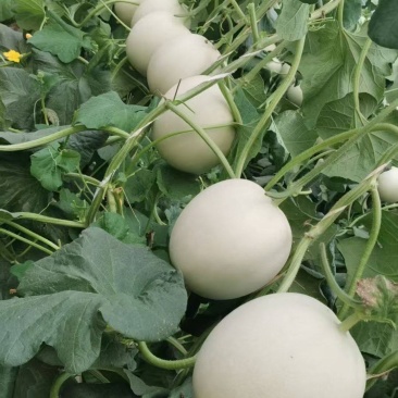 山东省维坊青州市玉菇甜瓜大量上市中，有需要的电联我