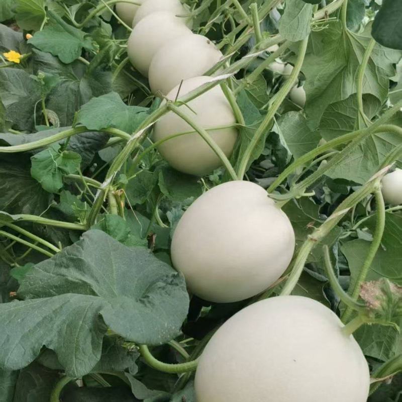 山东省维坊青州市玉菇甜瓜大量上市中，有需要的电联我
