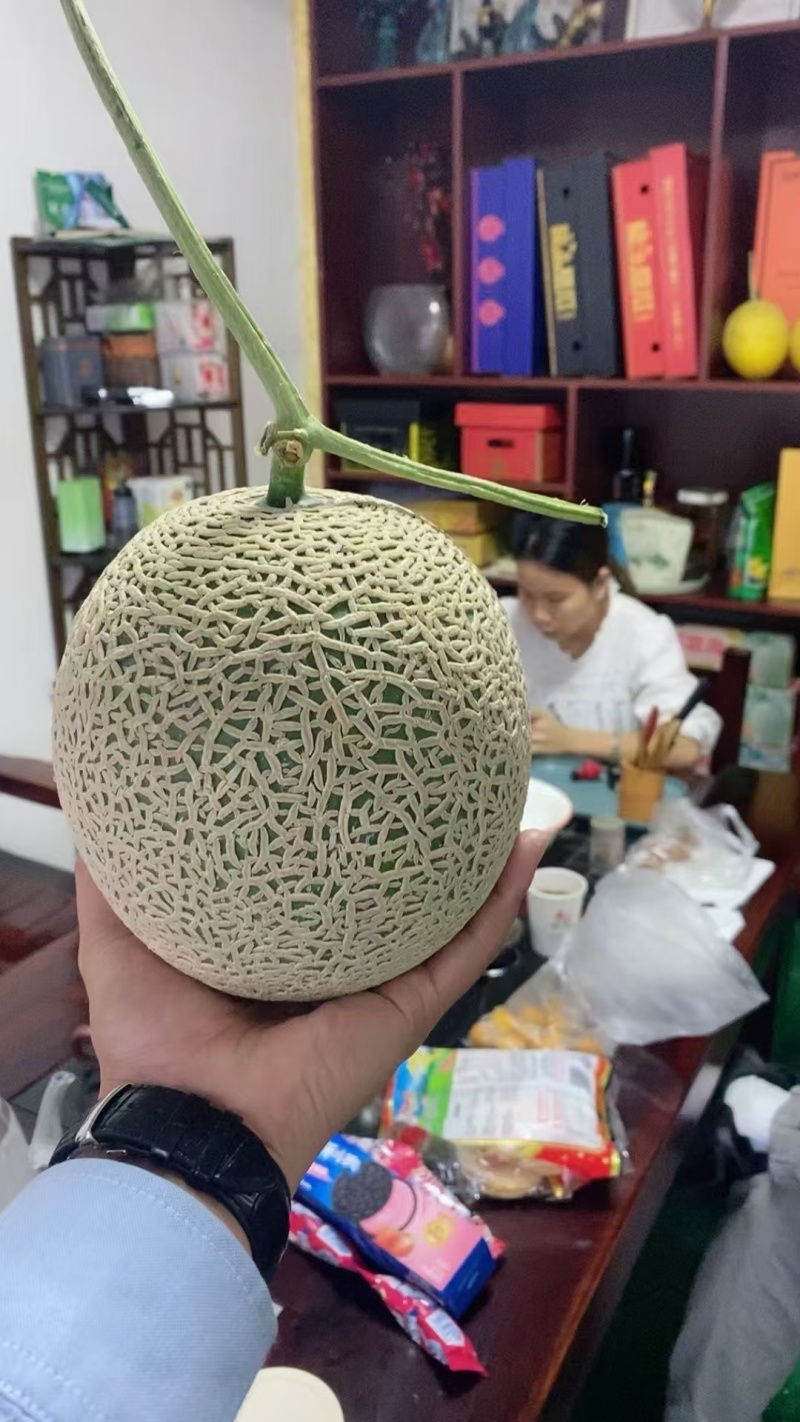 山东省维坊青州市玉菇甜瓜大量上市中，有需要的电联我