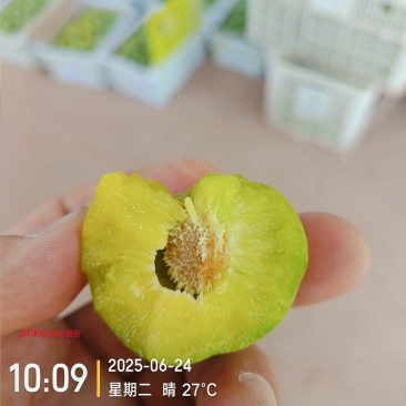巫山脆李品牌价值105.17亿