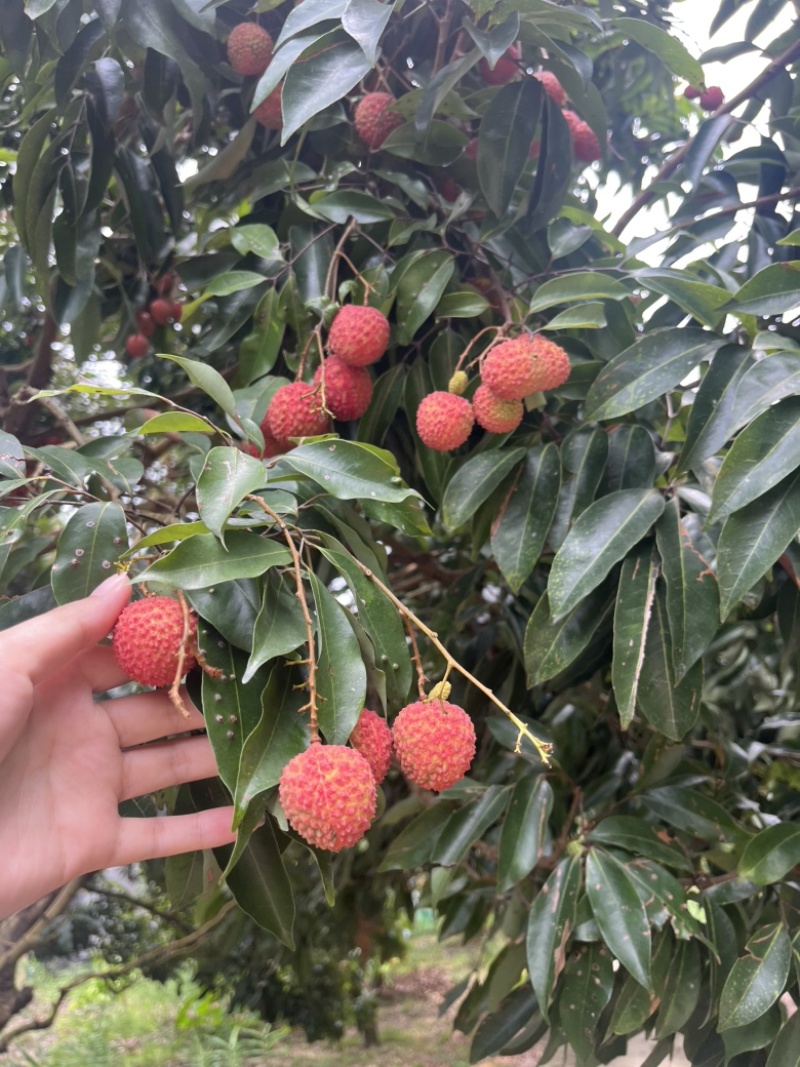从化荔枝