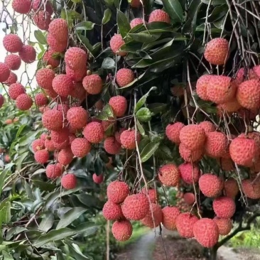 从化荔枝