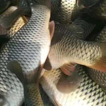 鲤鱼