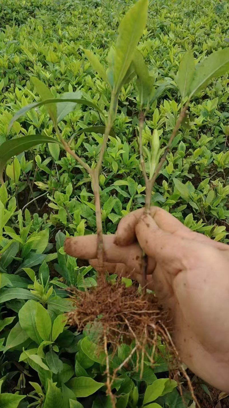 黄桅子杯苗