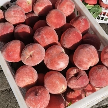 桃基地沙红桃油明桃红夏桃。