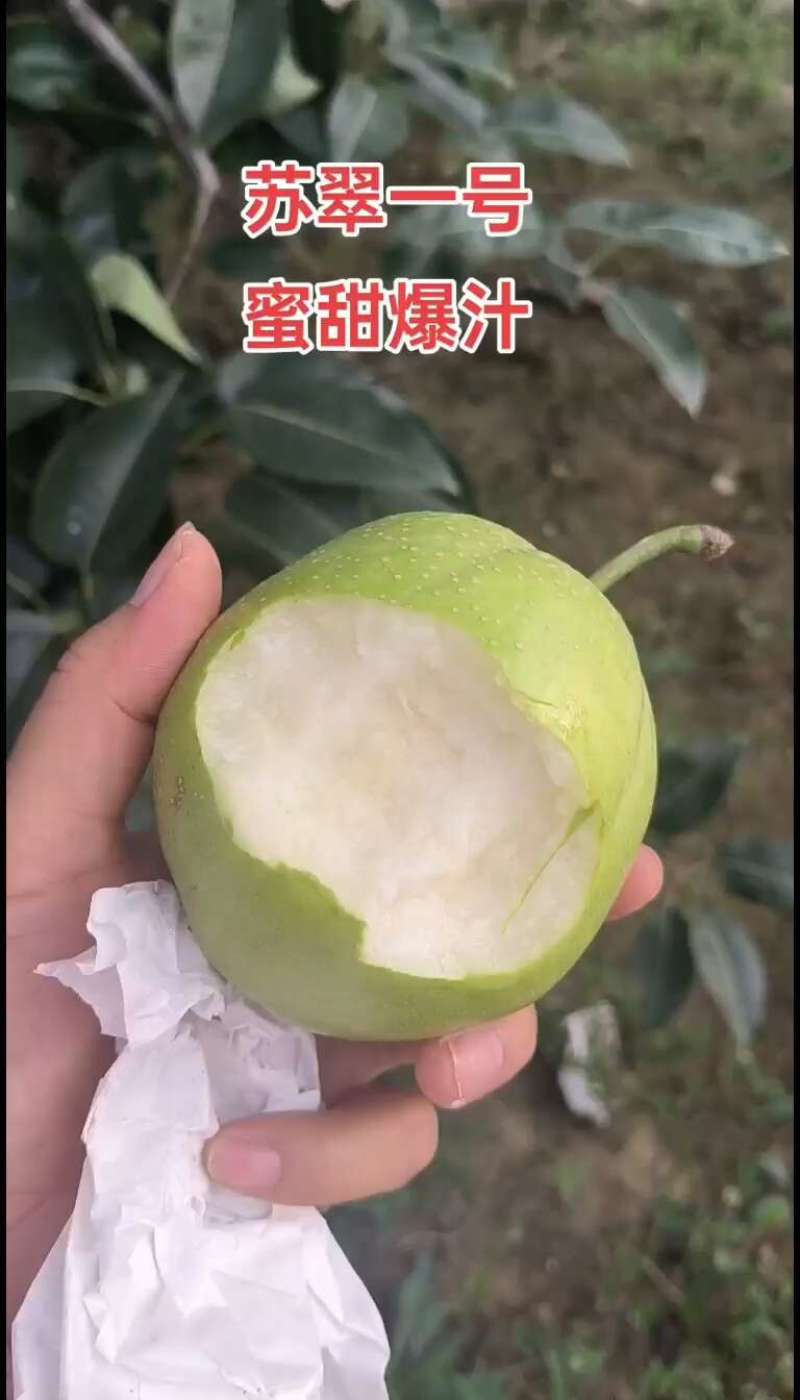 【精选】酥脆一号口感脆甜规格齐全价格优惠全国代发