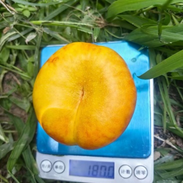 油蟠
