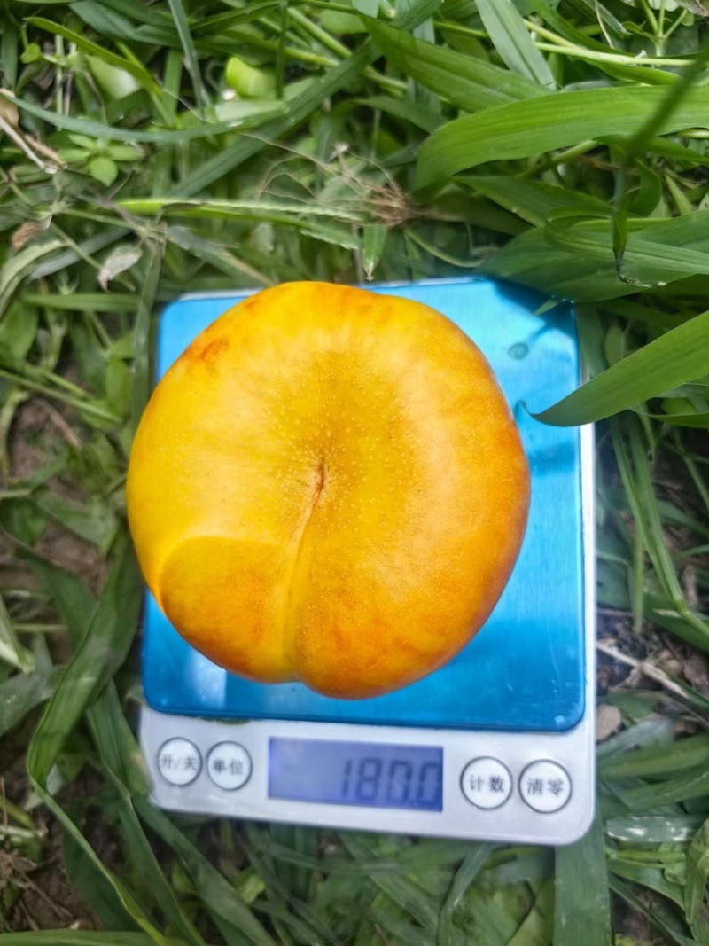 油蟠